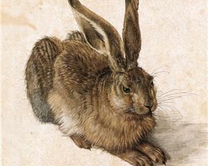 Young Hare (1502), Albrecht D&uuml;rer