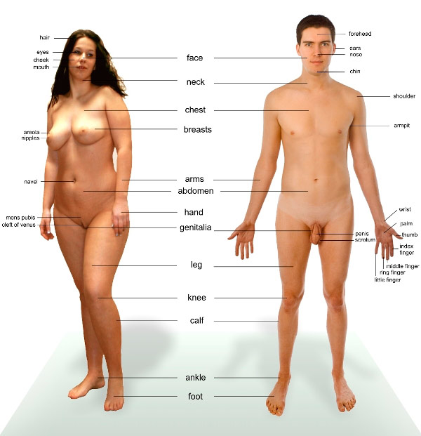 qadın və kişi orqanizminin anatomik quruluşu