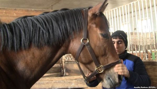 Azərbaycan atları