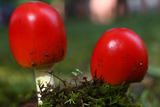 qırmızı göbələk (red mushrom)