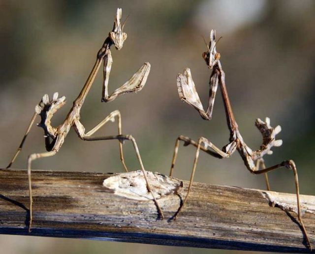 qəribə həşəratlar (entomologiya elmi)