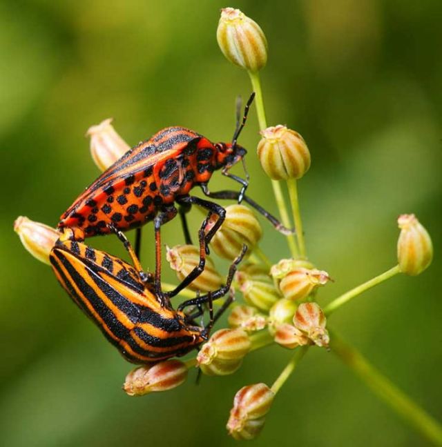 entomologiya