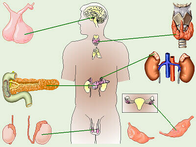endokrin,sekresiya vəziləri,hormonlar,vəzlər