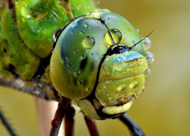 non-standard insect