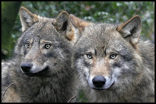 canavarlar (wolfs)