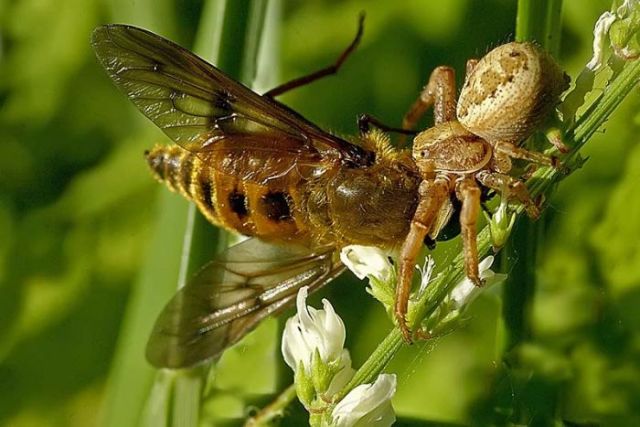 Насекомые (Класс Insecta)