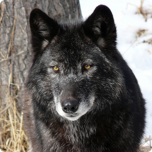 black wolf (qara canavar)