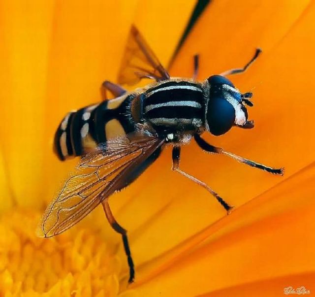 milçək (ingiliscə fly)