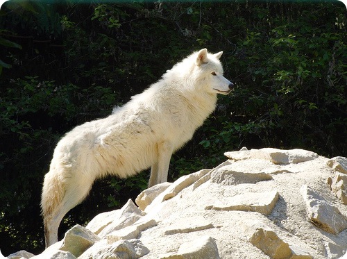 ağ canavar (white wolf)