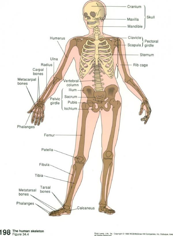 insan skeleti
