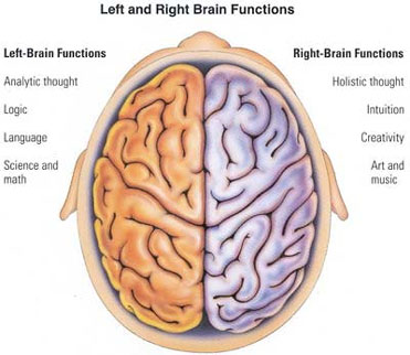 insan beyni və beyin yarımk&uuml;rələri (human brain)