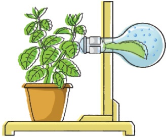 Bitkilərin suyu buxarlandırması