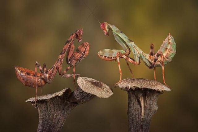 insecta (насекомые)