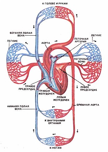 kiçik qan dövranı, ürək-qan-damar sistemi,ürəyin quruluşu