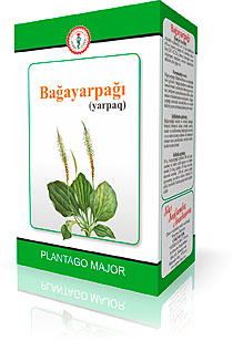 bağayarpağı (plantago major)