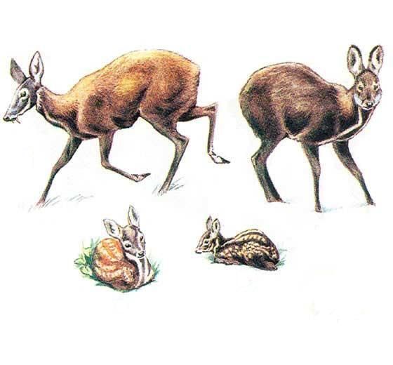 m&uuml;şk maralı