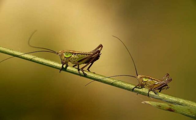 insecta (insects)