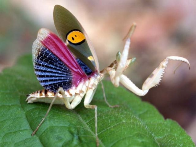 insecta (zoology)