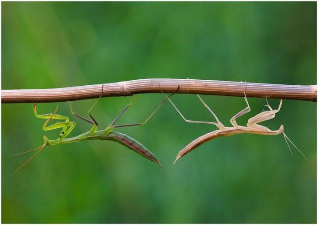 insects in Nature
