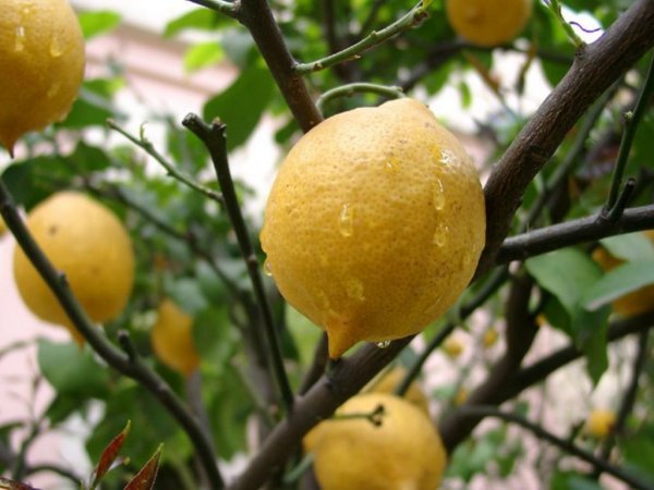 limon ağacı