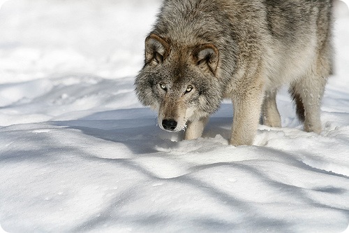 north wolf, şimal canavarı