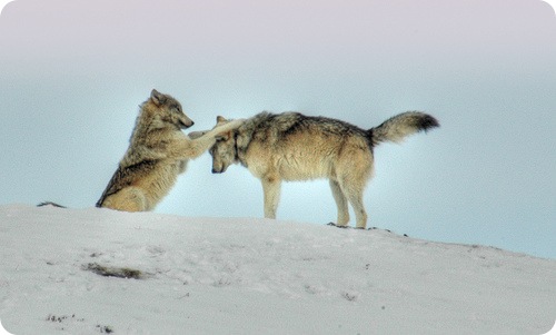 snow wolf