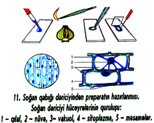 preparatın hazırlanması