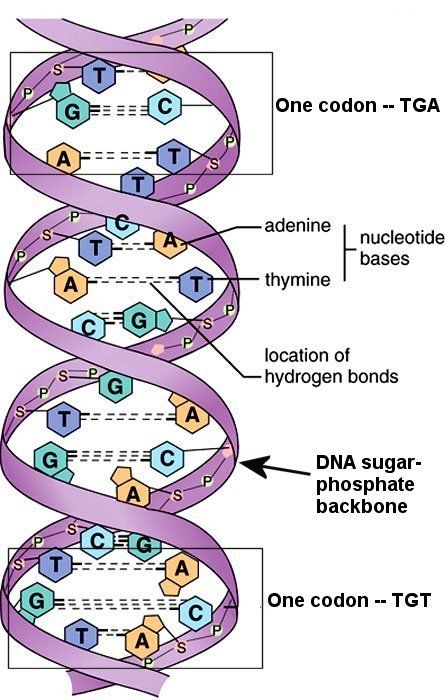 genetika: insan geninin quruluşu