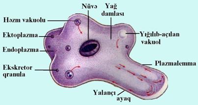 Amöbün daxili quruluşu