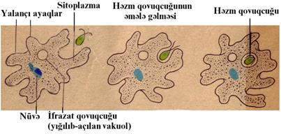 Şəkil 3. Adi amöbün qidalanması və hərəkəti