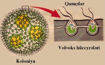 Şəkil 10. Volvoks