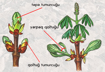 tumurcuğun hissələri