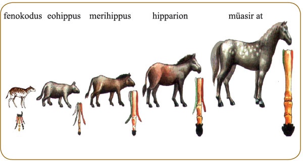 Atın filogenetik sırası