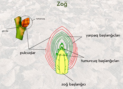 zoğ,bitki zoğunun quruluşu