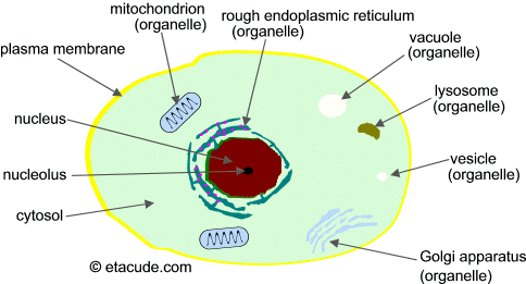 hüceyrə, sitologiya,cell,cytology