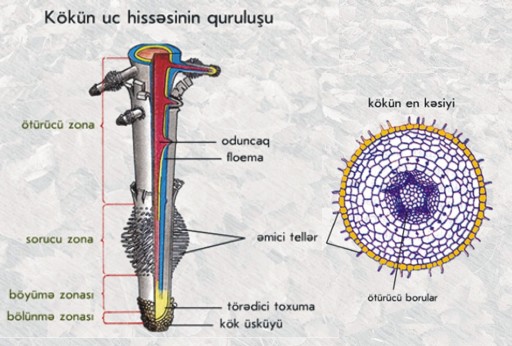 kökün uc hissəsinin quruluşu