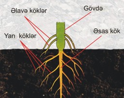 kök, əsas kök və əlavə köklər