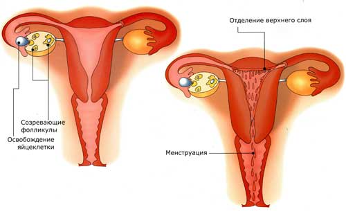 aybaşı necə olur,menstruasiya anatomiyası