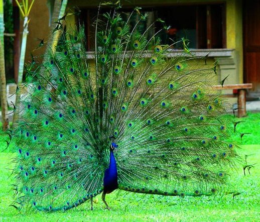 tovuz quşu,peacock bird