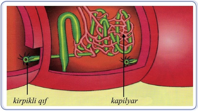 soxulcan ifrazat