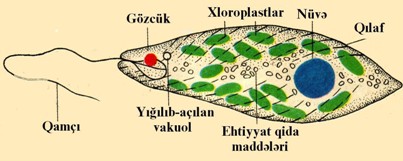 Şəkil 8. Yaşıl evqlenanın quruluşu