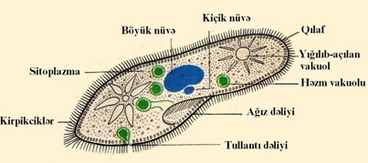 İnfuzor tərliyin quruluşu 