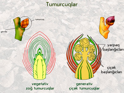 tumurcuqlar: vegetativ və generativ tumurcuqlar